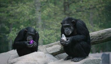 Chimpanzees crystals preference like ours