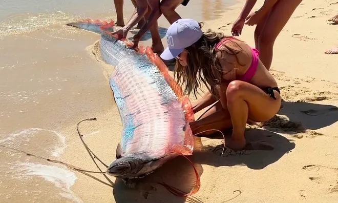 Cabo beachgoers attempt to rescue oarfish.