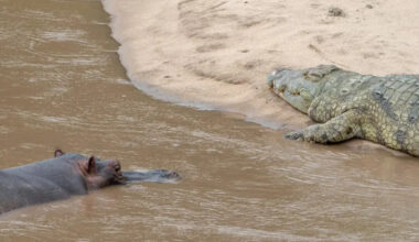 Watch a 4,000-Pound Hippo Casually Chase Off Five Crocs in Kenya’s Maasai Mara