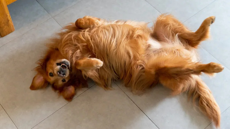 Cute dog is ready for some belly pats.
