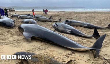 Pilot whale's difficult birth may have triggered mass stranding - BBC