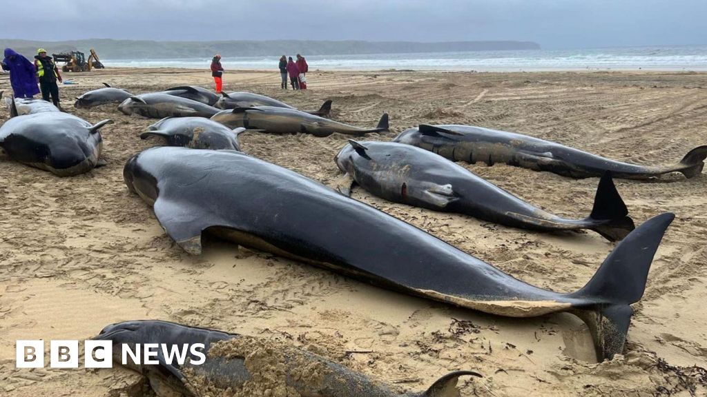 Pilot whale's difficult birth may have triggered mass stranding - BBC