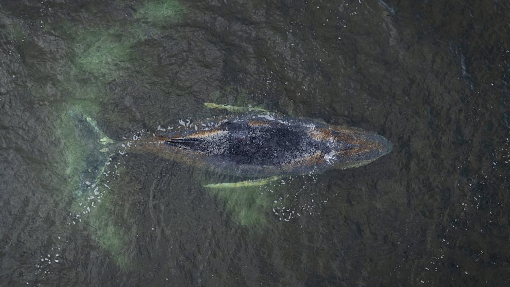 Timmy, benannt nach seiner ersten Strandung am Timmendorfer Strand, liegt derzeit vor Wismar
