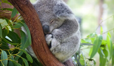 Precious Baby Koala Clings to Stuffie for Comfort Just Like Punch the Monkey