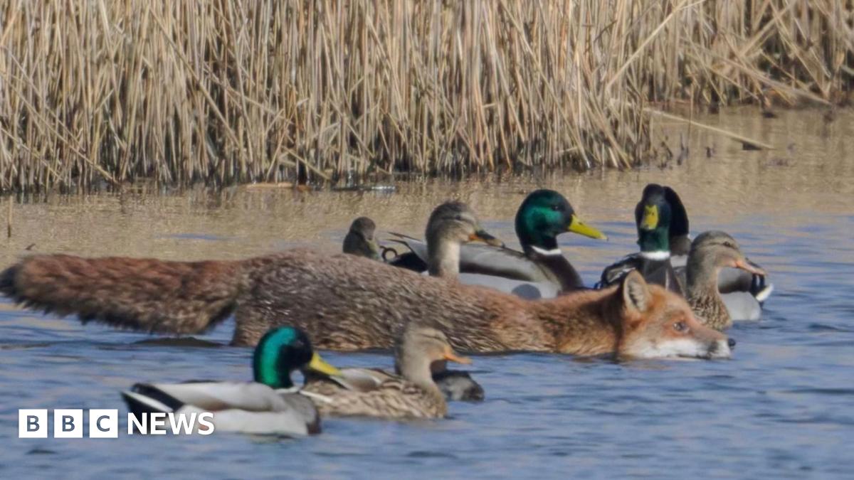 A closer picture of the fox who appears to be entering the water along side the ducks.  The reed bed can be seen in the background.