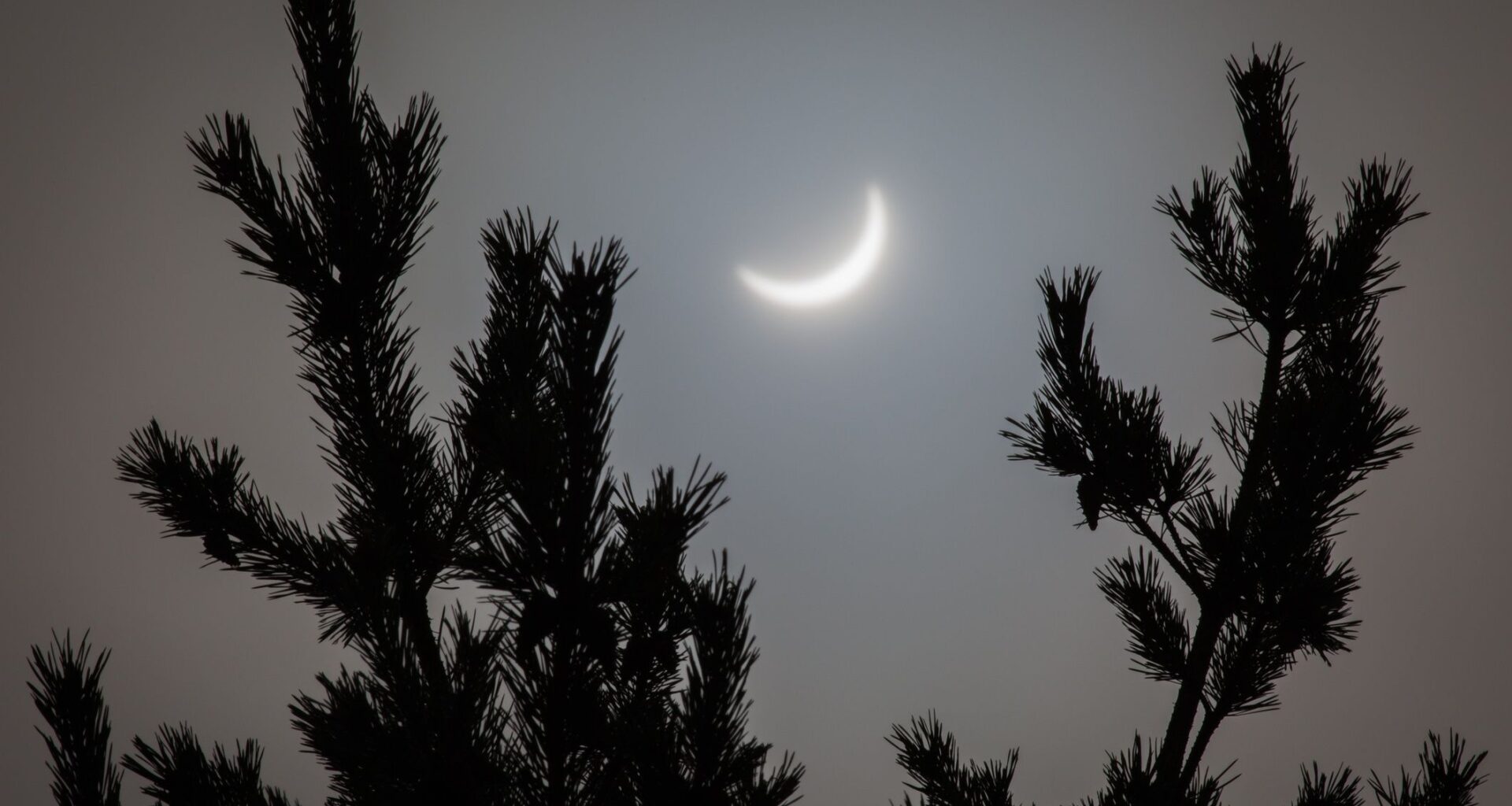 Did these spruce trees really 'predict' a solar eclipse? Scientists are split