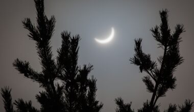 Did these spruce trees really 'predict' a solar eclipse? Scientists are split