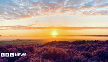 The sun rising over Roydon Common. In the foreground, there are plants that are tinged red by the sunlight. There is fog on the ground. The sun is in the middle of the picture. There are clouds in the sky, which also has red tinge.