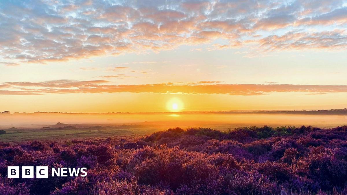 The sun rising over Roydon Common. In the foreground, there are plants that are tinged red by the sunlight. There is fog on the ground. The sun is in the middle of the picture. There are clouds in the sky, which also has red tinge.