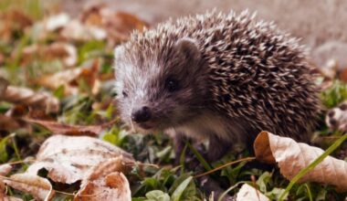 Hedgehogs Could Avoid Extinction by Silent Ultrasound Installed on Cars to Prevent Roadkill