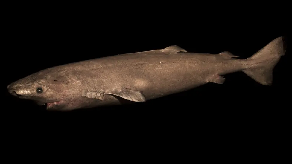 A Greenland Shark Photographed During A Scientific Study In The Arctic.
