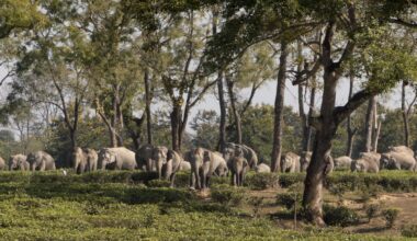 Study finds counterintuitive rise in elephant deaths after organised monitoring