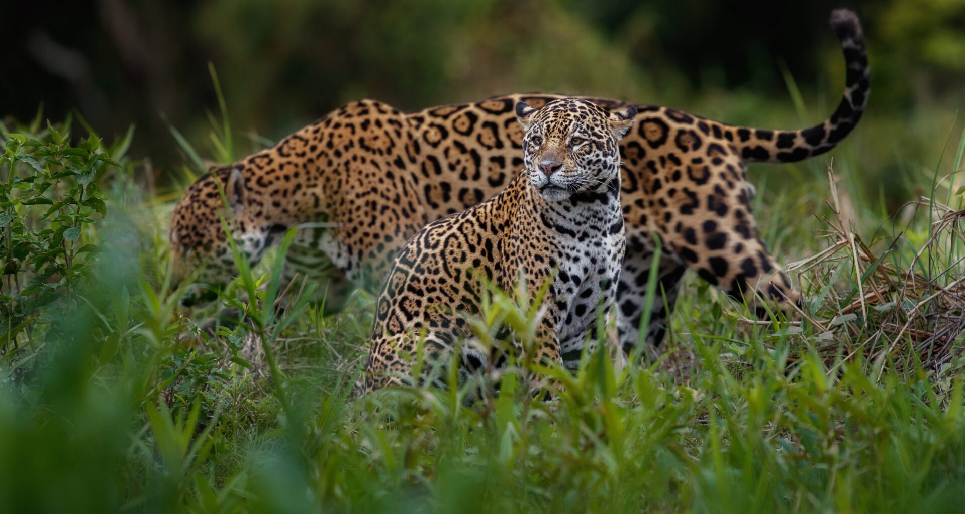 Plight of migratory species is worsening, new report finds ahead of global wildlife meeting