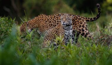 Plight of migratory species is worsening, new report finds ahead of global wildlife meeting