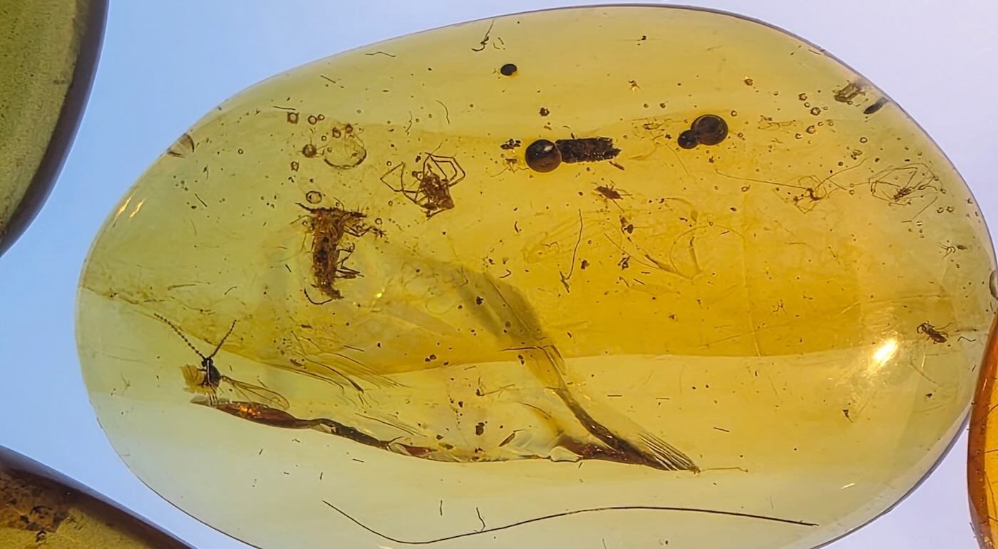 Rare Fossils in Amber Raise Questions About Secret Lives of Cretaceous Insects