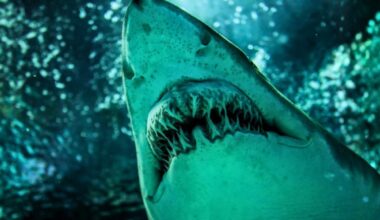 Ancient Shark With 9 Centimeter Teeth Linked To Great White Origins