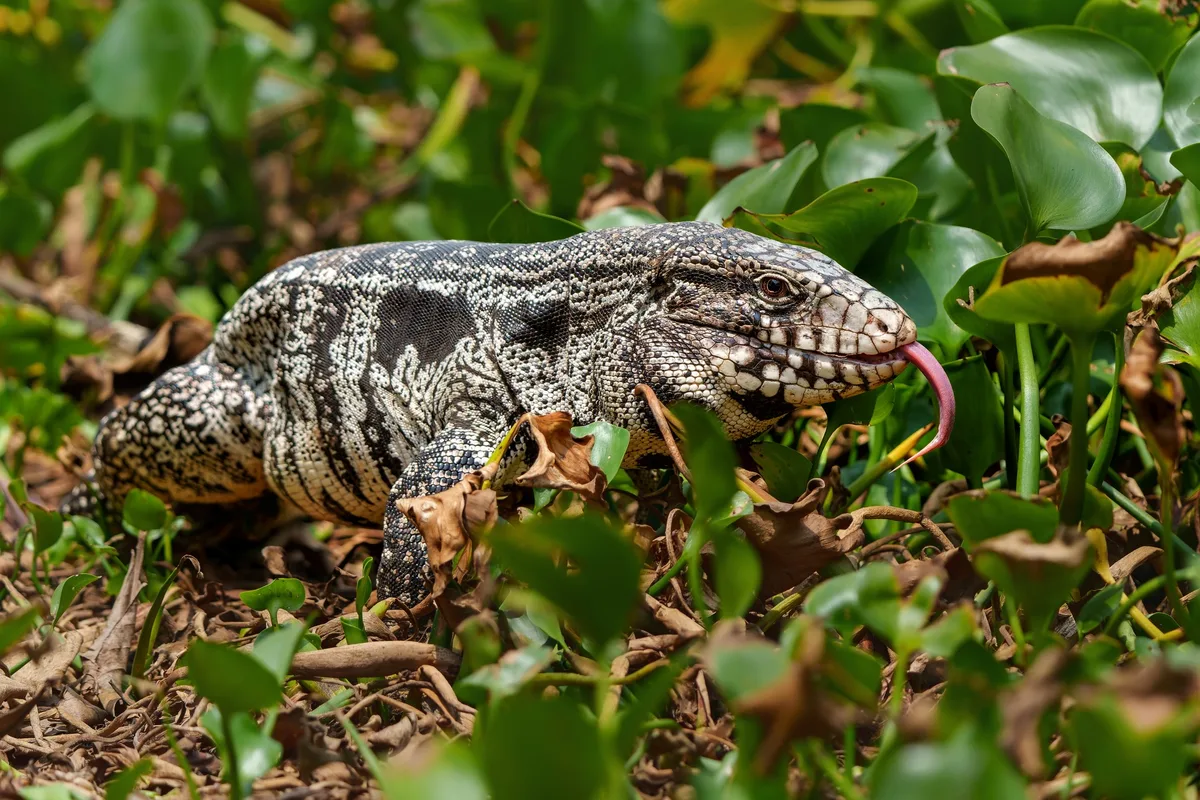 Argentine black and white tegu