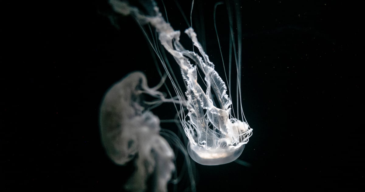 Photos tell stories of the ocean in an era of warming seas – The Irish Times