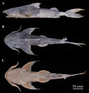 Bagarius protos preserved