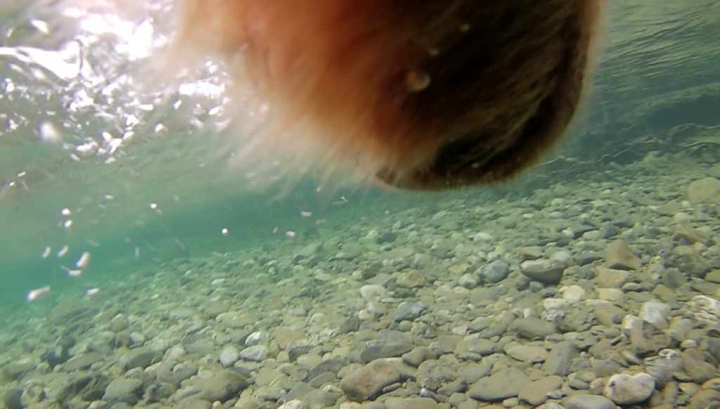 A bear walking through a river, as captured by a video camera on a GPS-enabled collar.