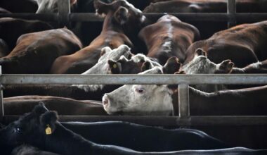 Beef prices in Argentina rise 73% in a year