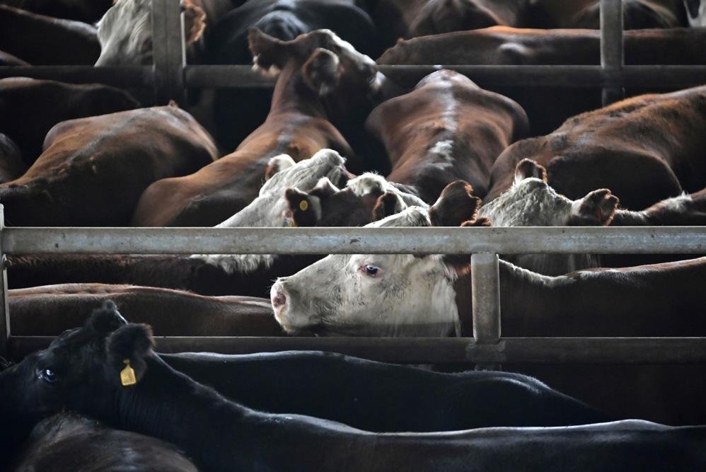 Beef prices in Argentina rise 73% in a year