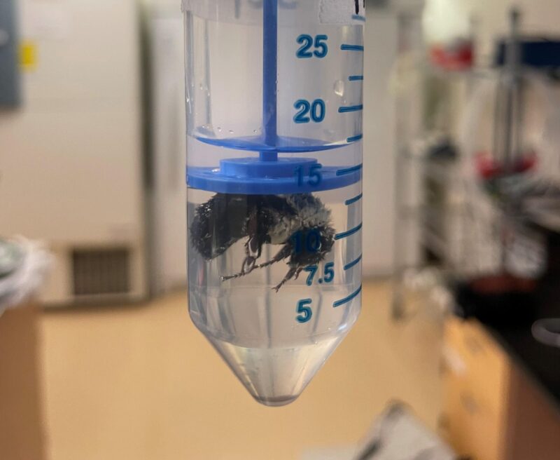 A little insect underwater at the bottom of a graduated glass test tube.