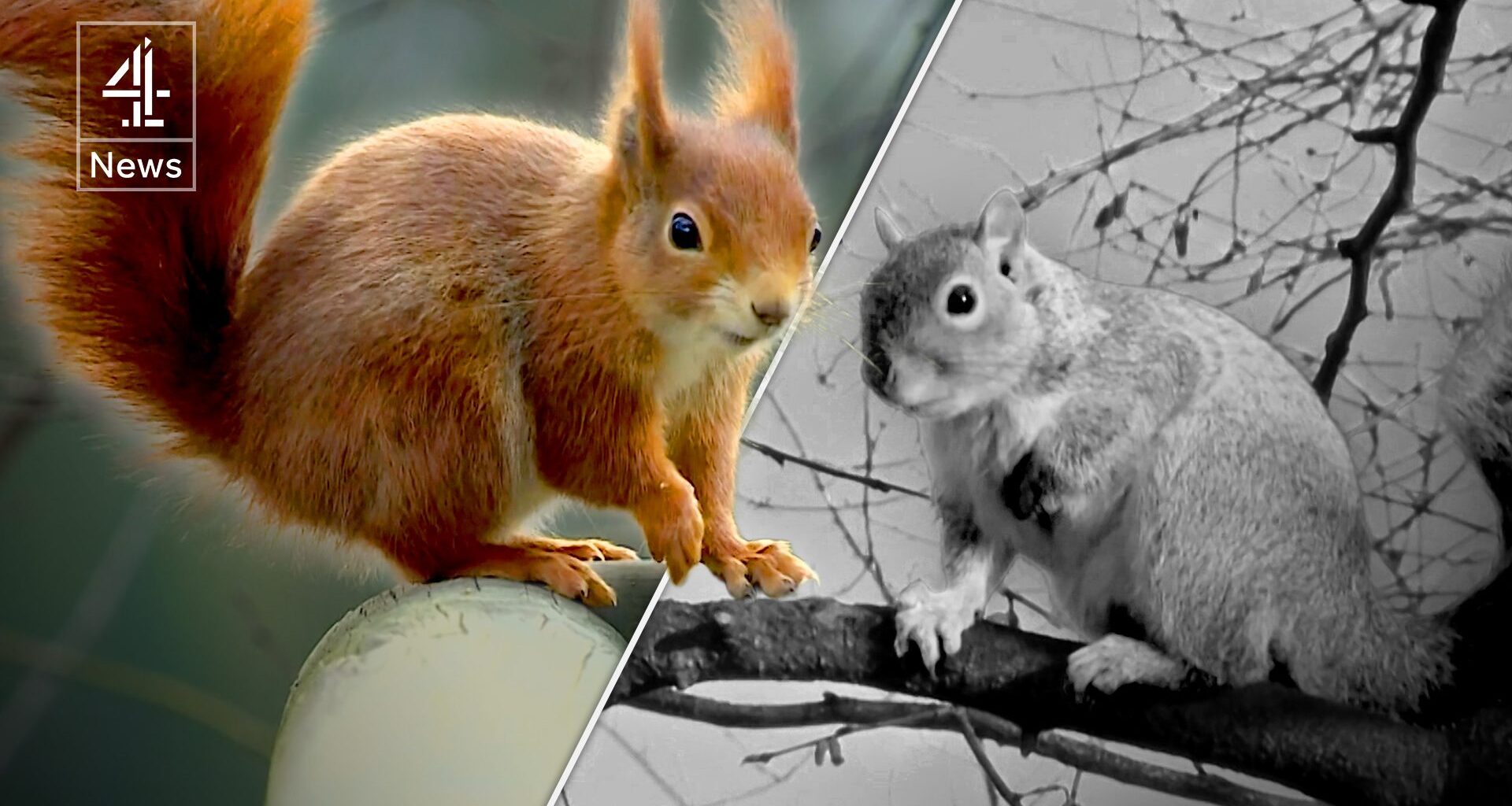 Red squirrels rise again as Aberdeen begins to eliminate American greys – Channel 4 News