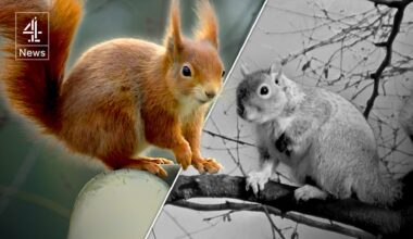 Red squirrels rise again as Aberdeen begins to eliminate American greys – Channel 4 News