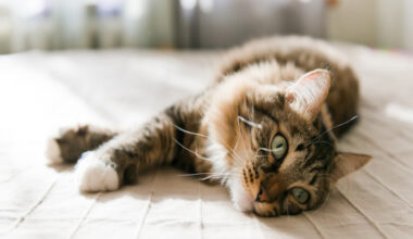 CVS Group - trading in-line with expectations