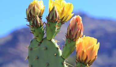 Cacti evolve new species faster than scientists expected