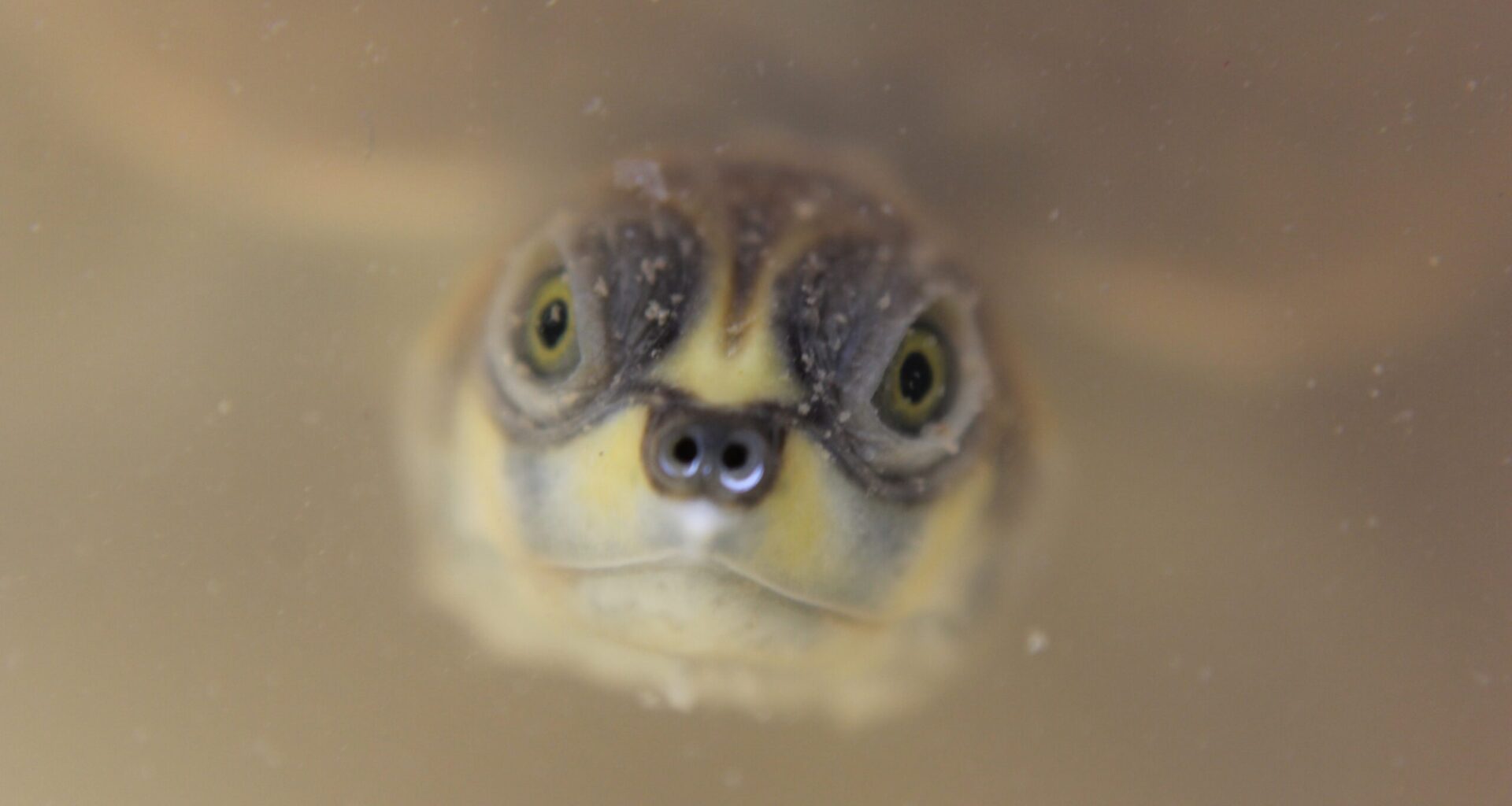 Amazon waterway noise threatens unique social life of giant river turtles