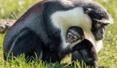 Surgeons Perform First-Ever Surgery for Critically-Endangered Monkey Weeks Before She Gave Birth