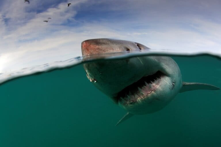 A great white shark. Image courtesy of Chris Fallows.