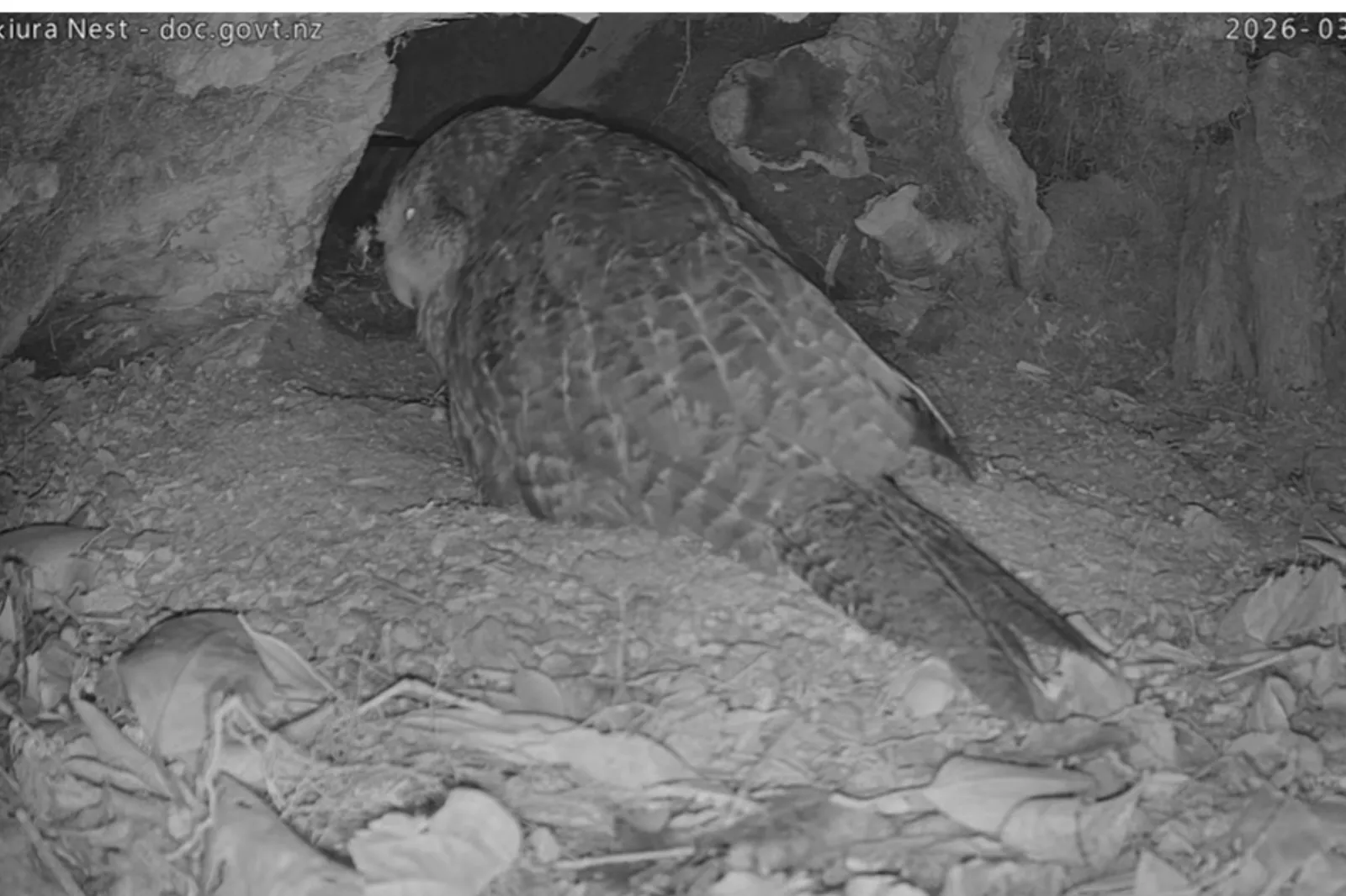 Livestream of kākāpō in nest