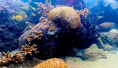 Coral City Camera 1000-day timelapse