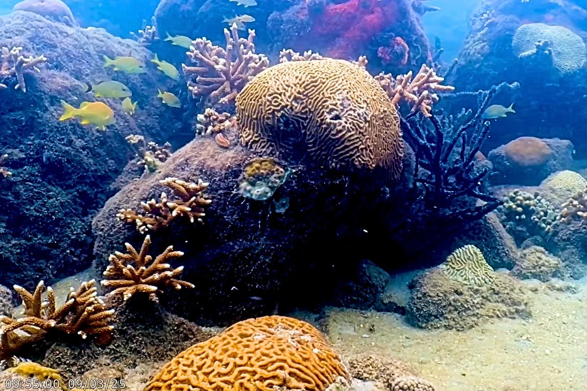 Coral City Camera 1000-day timelapse