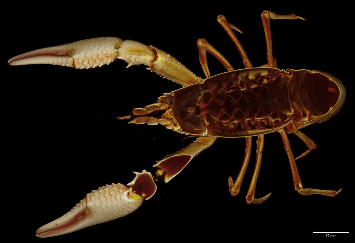 Crawfish micro-CT
