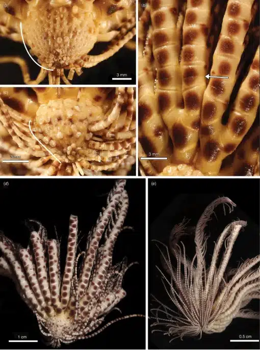 Detailed Views Of Promachocrinus Fragarius, The Strawberry Feather Star, Showcasing Its Unique Arm Structure.