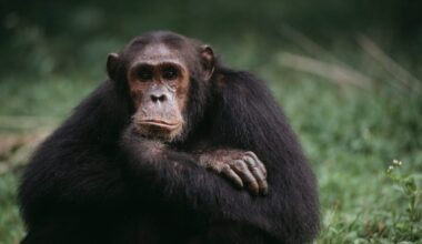 The mind-controlling zombie that makes our closest cousins seek out their own killers… and it could affect humans too