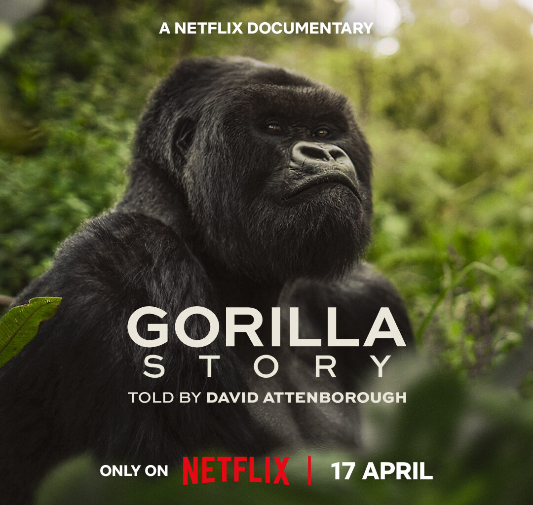 The Dian Fossey Gorilla Fund Brings Decades of Gorilla Research to New Documentary on Historic and Record-Breaking Gorilla Family