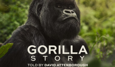 The Dian Fossey Gorilla Fund Brings Decades of Gorilla Research to New Documentary on Historic and Record-Breaking Gorilla Family