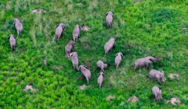 Virunga National Park Sees Hundreds of Elephants Return and Rare Gorilla Twins Born During Hopeful Year