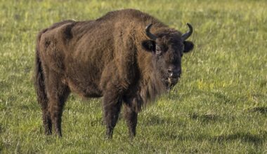 Three bison killed in Poland after being hit by train called “Bison”