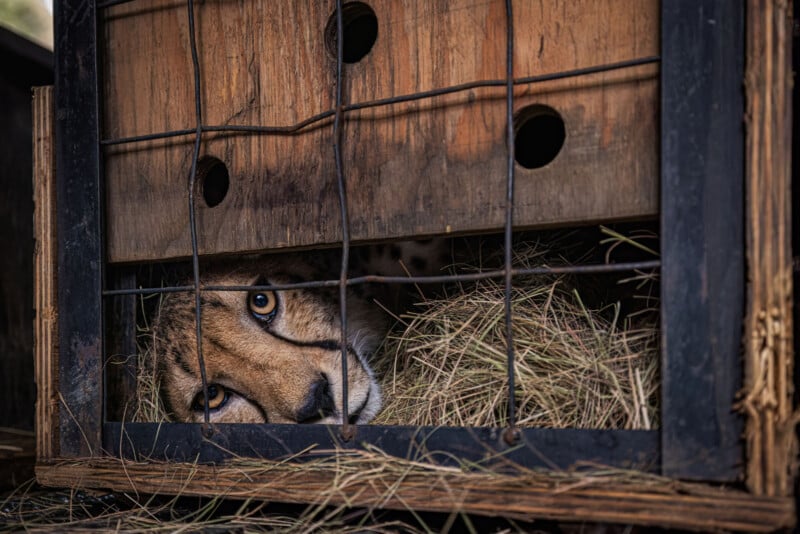 A cheetah lies on hay inside a wooden and metal crate, peering out sadly through the bars with only its face visible.