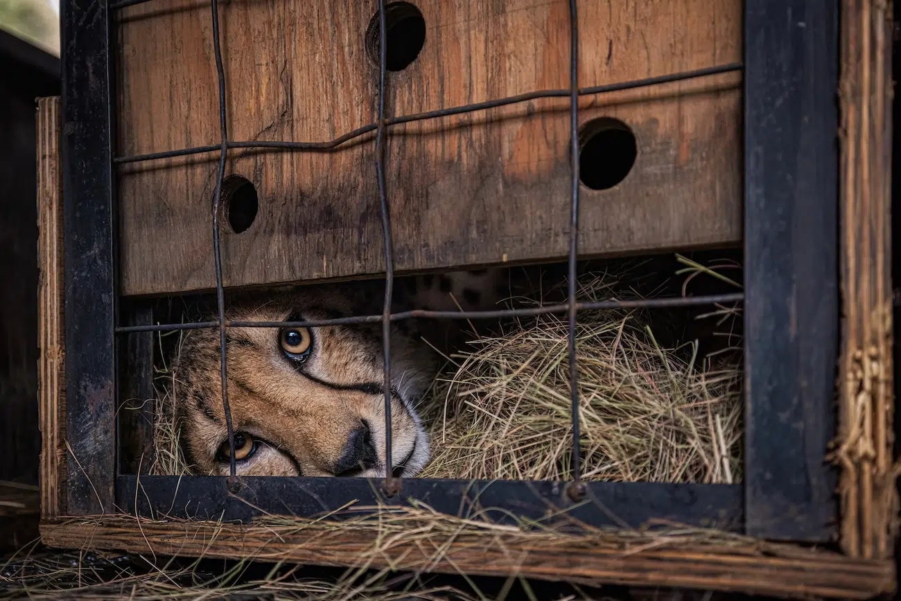 Cheetah Looking From Behind Fence