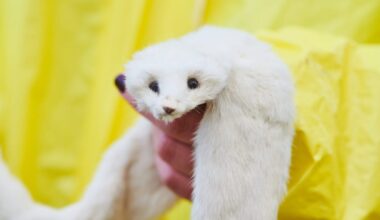 EU to reject fur-farming ban despite enormous petition – POLITICO