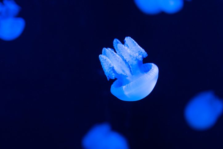 Jellyfish in medusa stage