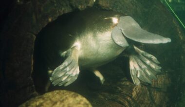 Platypus