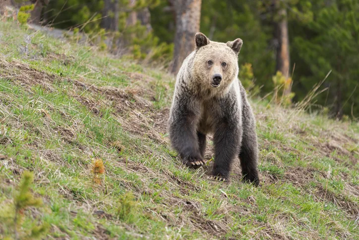 Grizzly bear